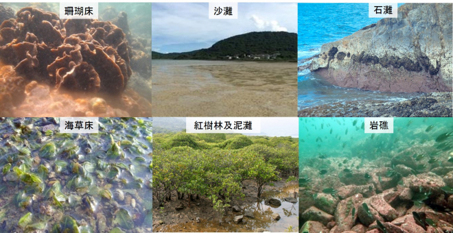 圖四 香港的多元海洋生態環境選輯 (相片提供:韋念時教授、羅瑞懷博士及邱倩婷博士)