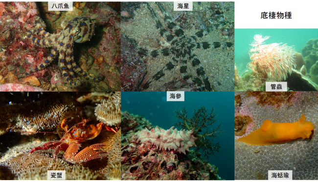 圖七 不同的生態環境為不同的生物提供棲息地(相片提供:邱建文博士及司駿龍先生)