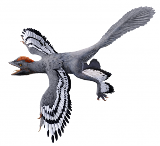 圖四:近鳥龍的復原圖(一種帶羽毛,類似鳥類的恐龍)。根據激光誘導熒光技術(LSF)揭示的新資訊修改過的復原圖。圖片提供: Julius T Csotonyi (2017)