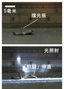 圖 3 小型步行機器人的「前腿」在光照射下伸直,其光擋板阻擋了光照射在「後腿」上讓它維持捲曲。因此小機器人只會向著光源步行。