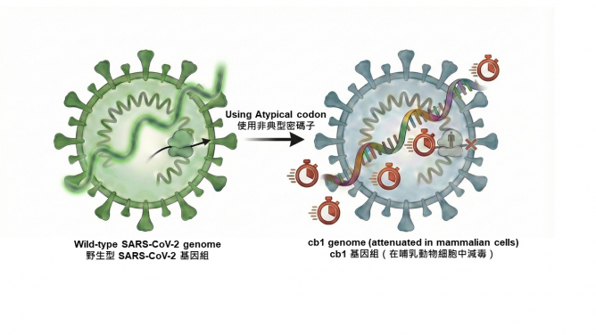 這款新疫苗的減毒策略，是將病毒基因組重新編程，既保留完整的病毒蛋白序列，同時將病毒的毒力降低至安全接種水平。